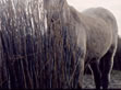 cheval en contre-jour en Camargue